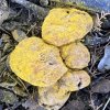 Hypomyces chrysospermus